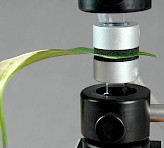 Leaf positioned between two measuring heads of the DUAL-PAM-100