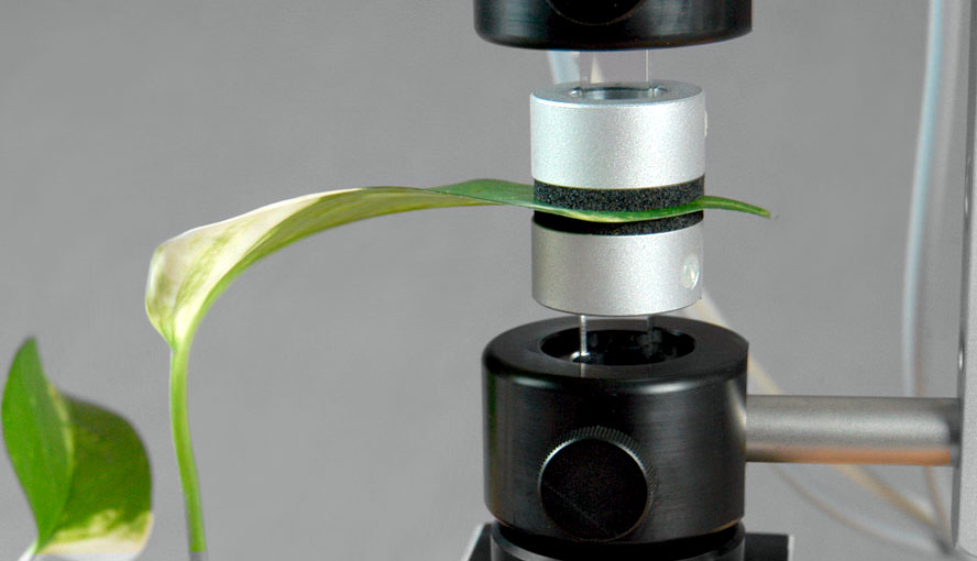 Leaf positioned between two measuring heads of the DUAL-PAM-100