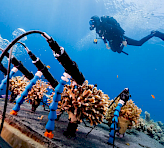Coral Monitoring Station, realtime access data on coral health. Photo credit: Omri Omessi.