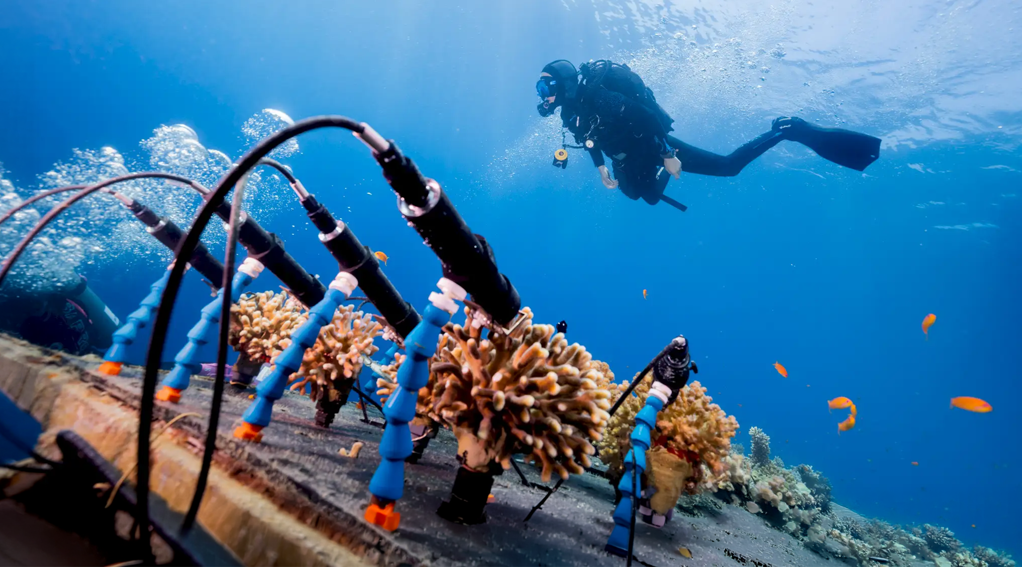 Coral Monitoring Station, realtime access data on coral health. Photo credit: Omri Omessi.