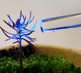 MICRO-PAM Lightguide pointed to a conifer seedling