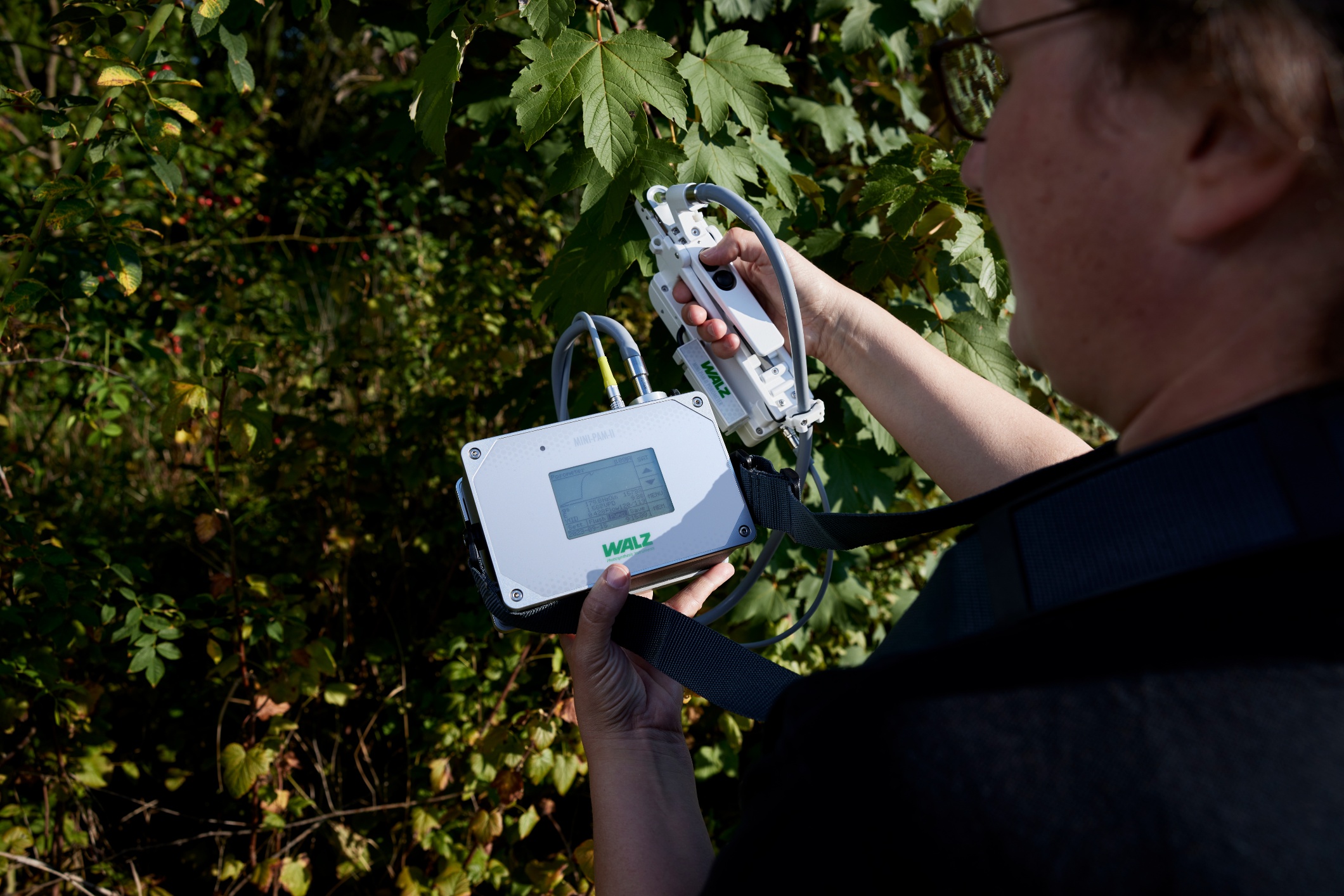 a woman is measuring FV/FM in the field with the porometer