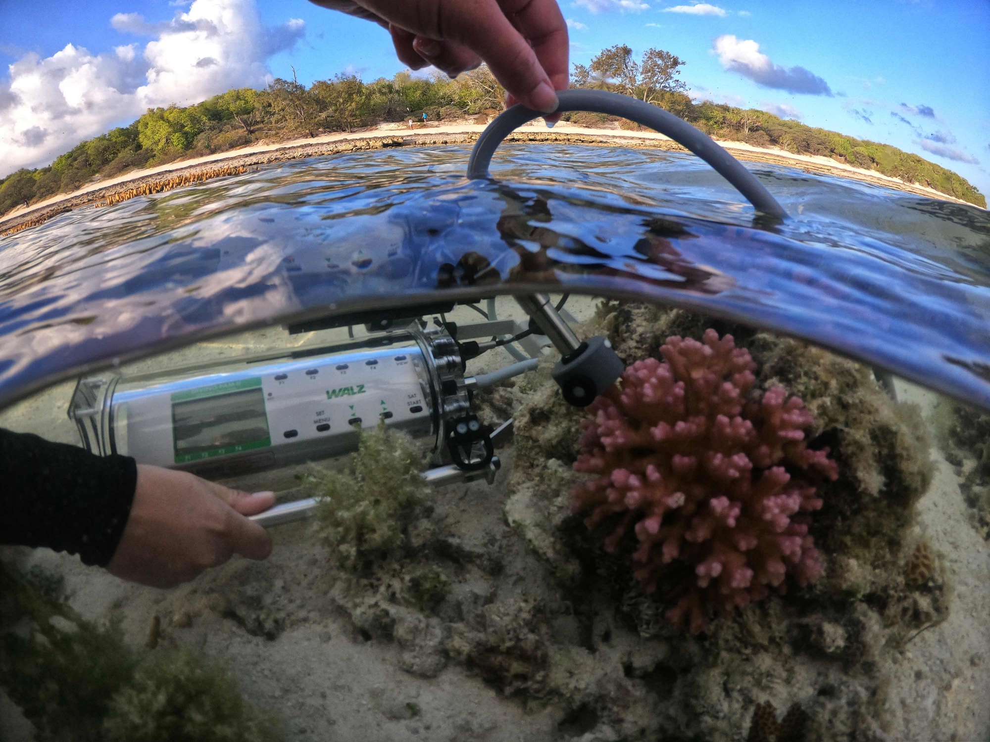 Measuring photosynthesis in the coral Pocillopora damicornis, Heron Island, GBR, Australia. Photograph courtesy of Erik Trampe, Department of Biology, University of Copenhagen.