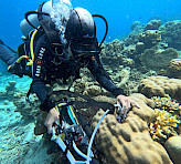 Showing an underwater DIVING-PAM-II measurement of effective quantum yield (Y(II)) in giant clams. Photograph courtesy of Nurhikmah Tenripada, Hiroshima University.