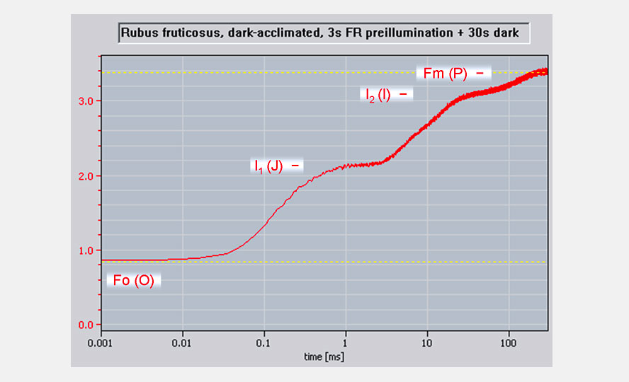 The F0-I1 (or O-J) phase of the transient directly reflects the closure of PS II reaction centers by charge separation (QA-reduction). The initial rate of increase of this phase is proportional to the applied light intensity (photochemical phase). At a given light intensity, the initial rate provides a relative measure of the optical absorption cross-section of PS II. The I1-I2-FM (or J-I-P) phases of the transient reflect the reduction of the rest of the electron transport chain defined mainly by the reduction of the plastoquinone pool and the acceptor side of PS I; the rate of which is limited by dark reactions (thermal phase). Clear-cut separation of photochemical and thermal phases (pronounced I1 plateau) is favored by the very high light intensities provided by the PAM-2500 (up to 25,000 &mu;mol m-2 s-1). For reproducible results, defined reduction-oxidation states are essential which can be obtained (in algae) by low intensity far-red background light.
