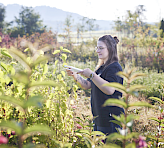 Probing a leaf in the field.