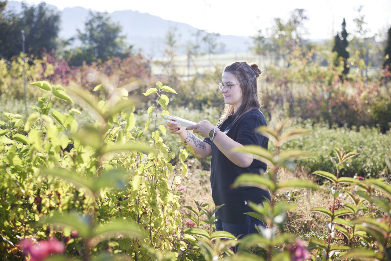 Probing a leaf in the field.
