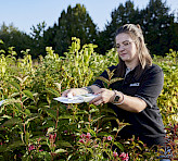 Using Darkening Bags for correct FV/FM determination in the field.