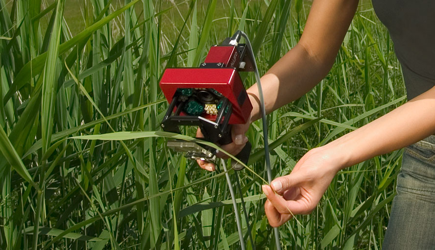 Woman measuring grass blades in the field using the IMAGING-PAM MINI-version with the IMAG-MIN/BK leaf clip