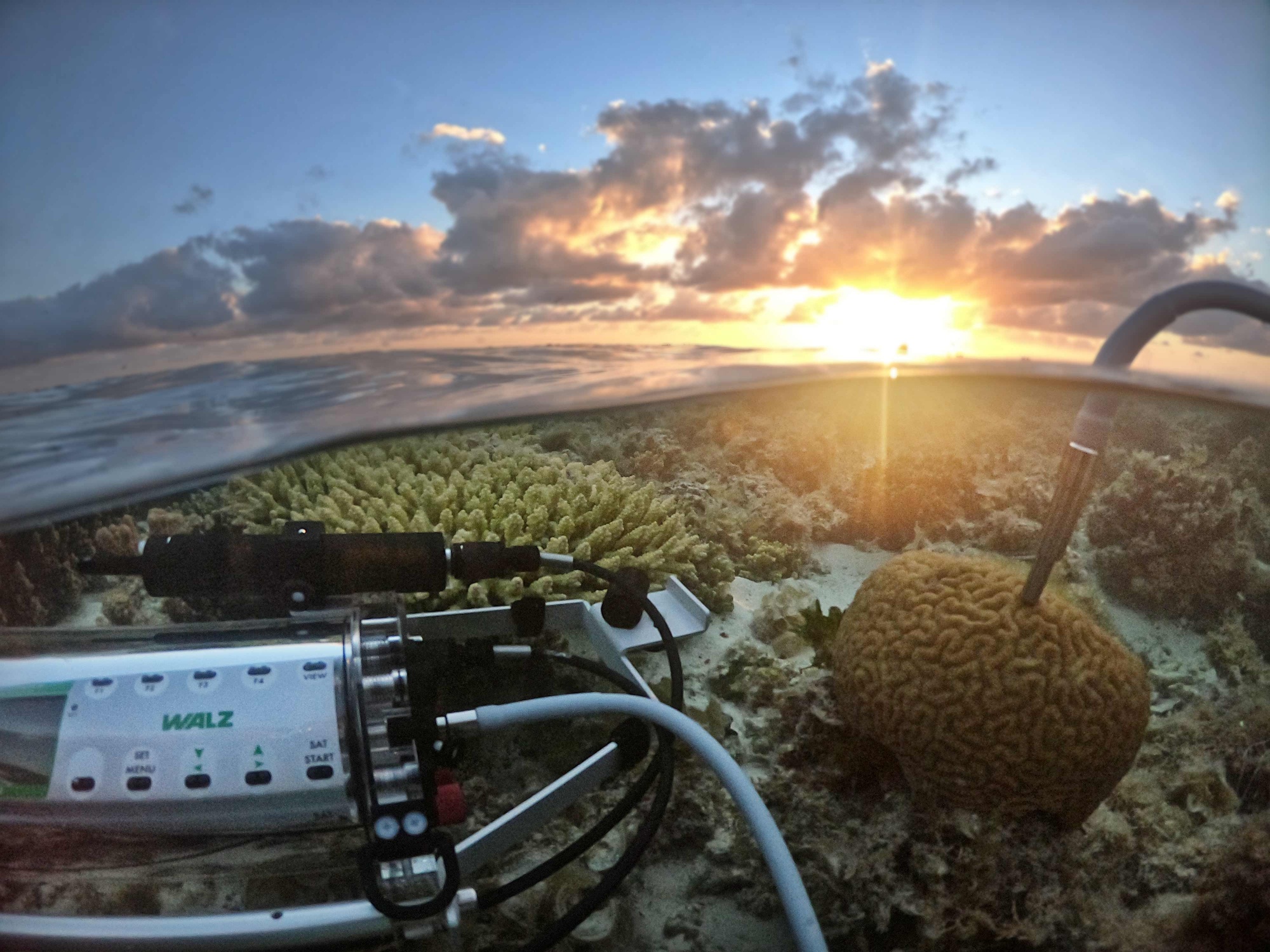 Underwater scene with a DIVING-PAM-II fluorometer positioned among coral reef structures at sunset
