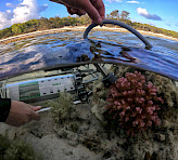 Close-up of DIVING-PAM-II measuring photosynthesis in a coral