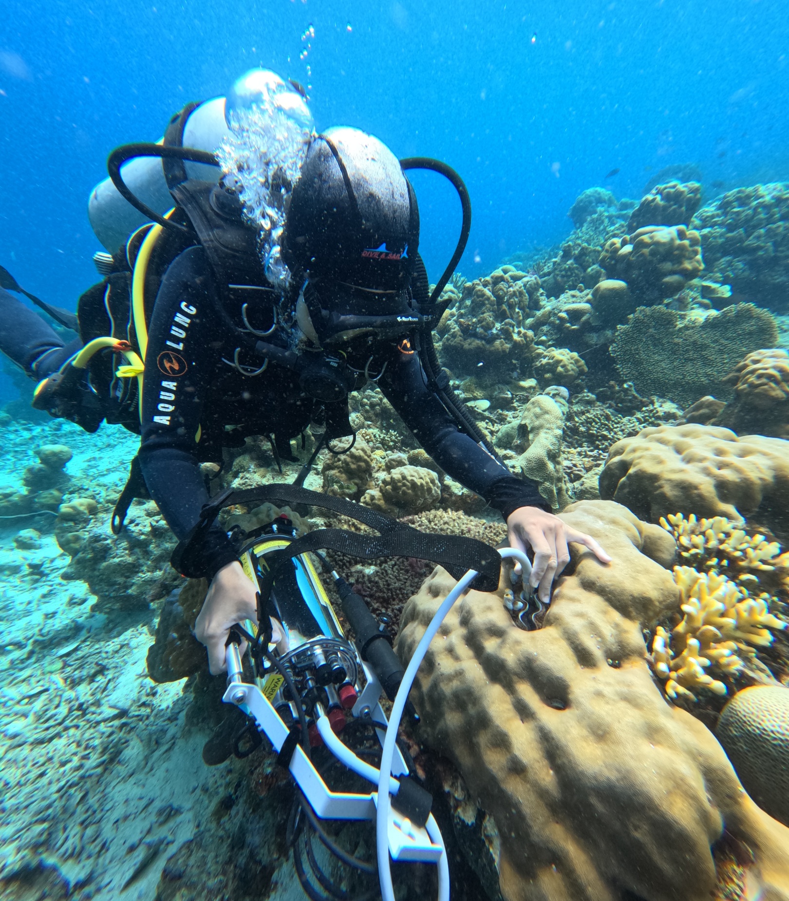 Scuba diver using a DIVING-PAM-II fluorometer to measure giant clams