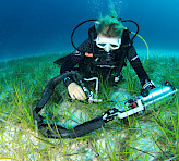 Underwater scene showing a scuba diver measuring seagrass with a DIVING-PAM-II fluorometer