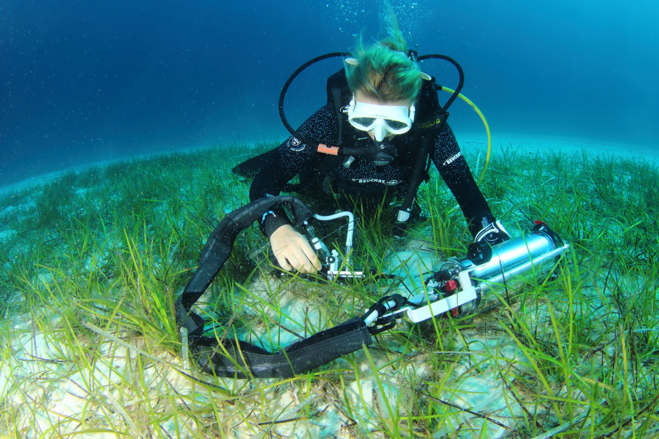 Underwater scene showing a scuba diver measuring seagrass with a DIVING-PAM-II fluorometer